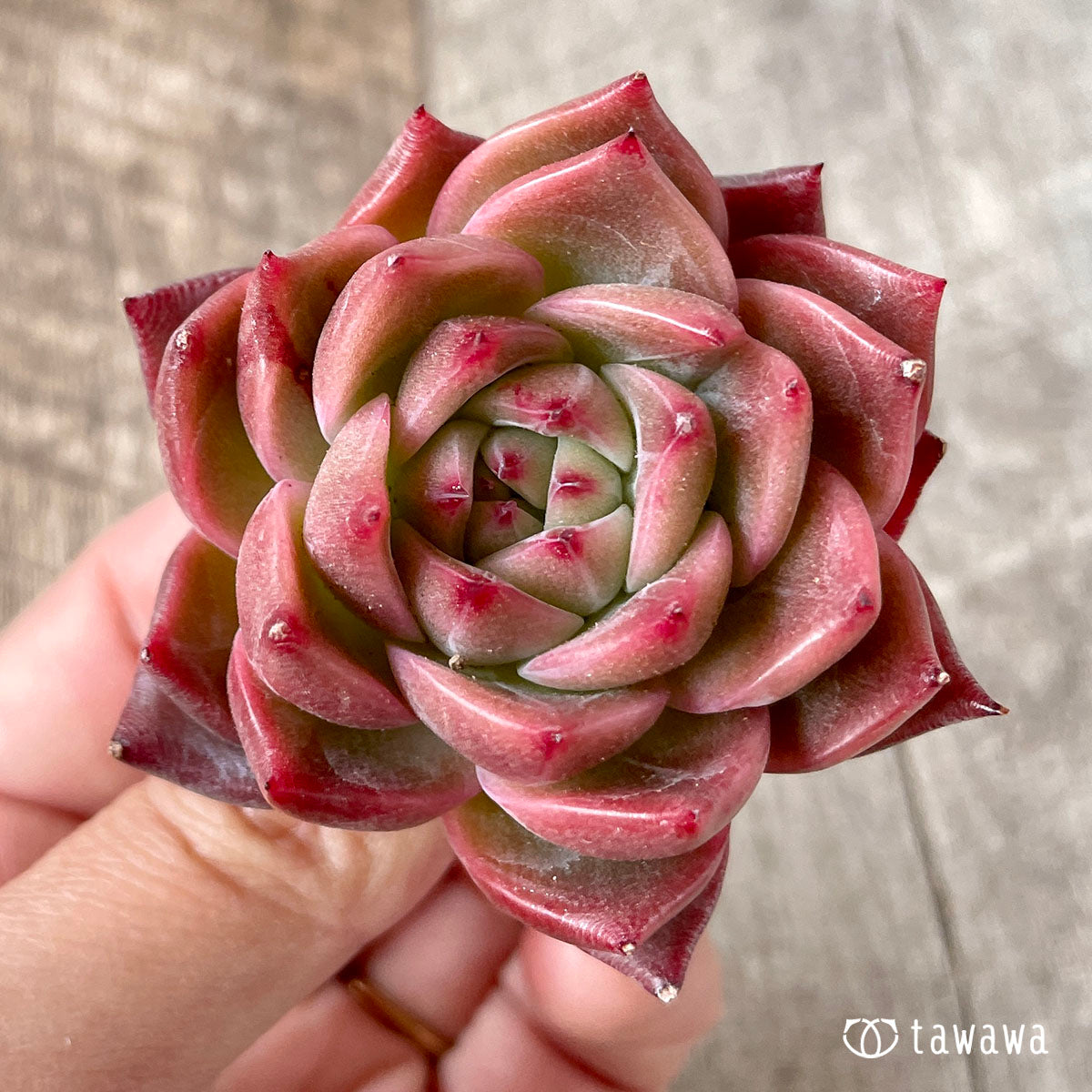 사바레스