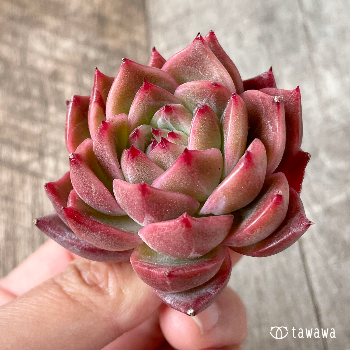 사바레스