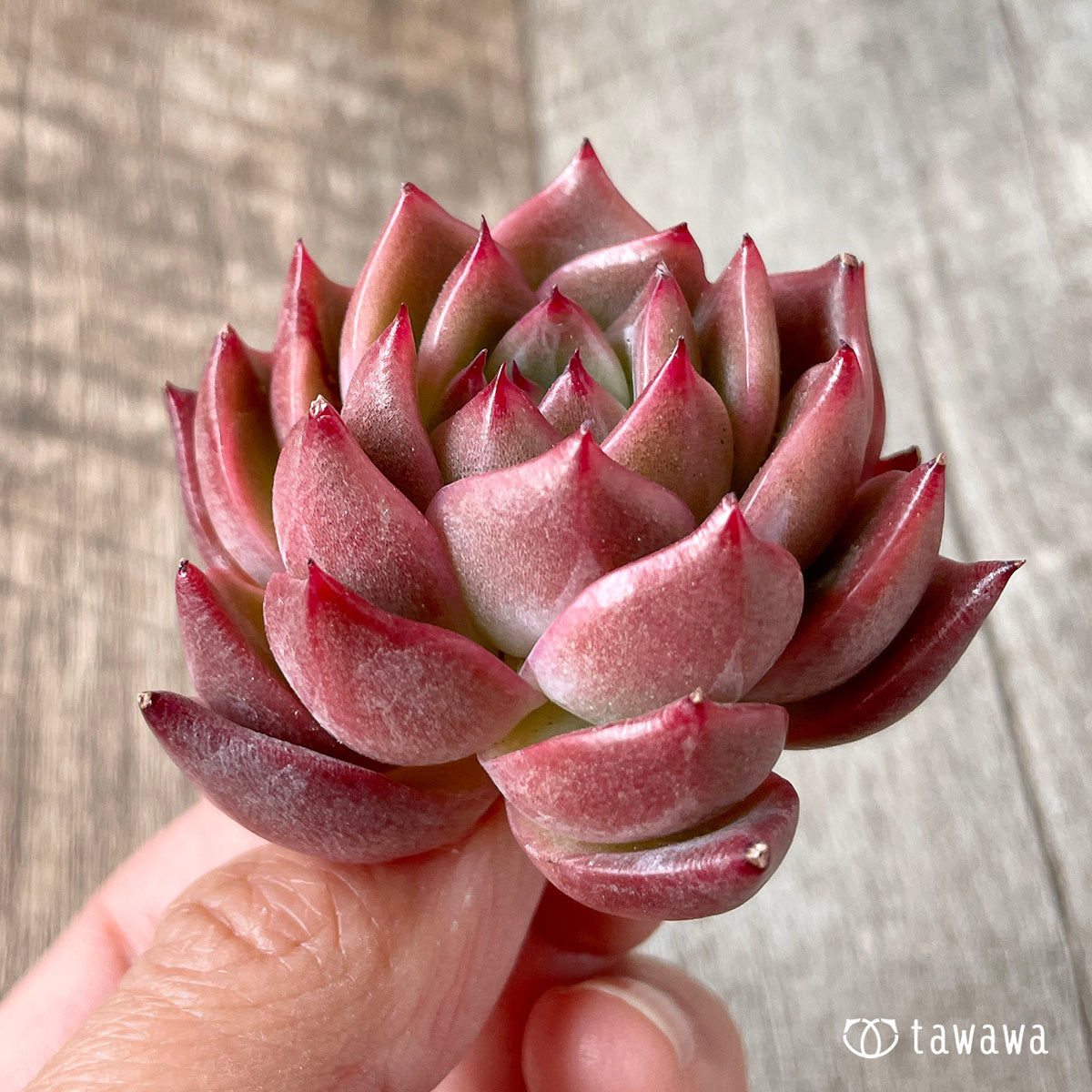 사바레스