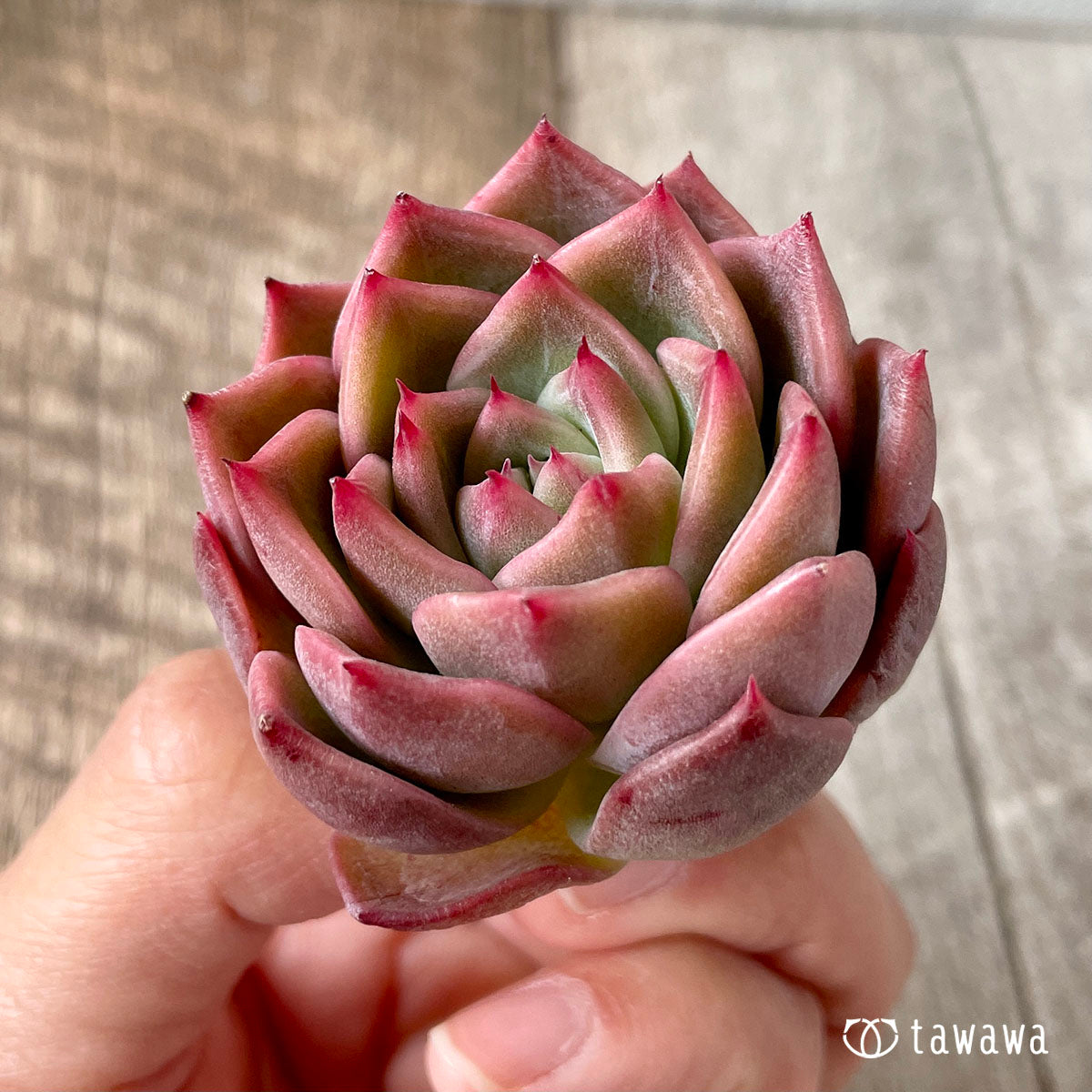 사바레스