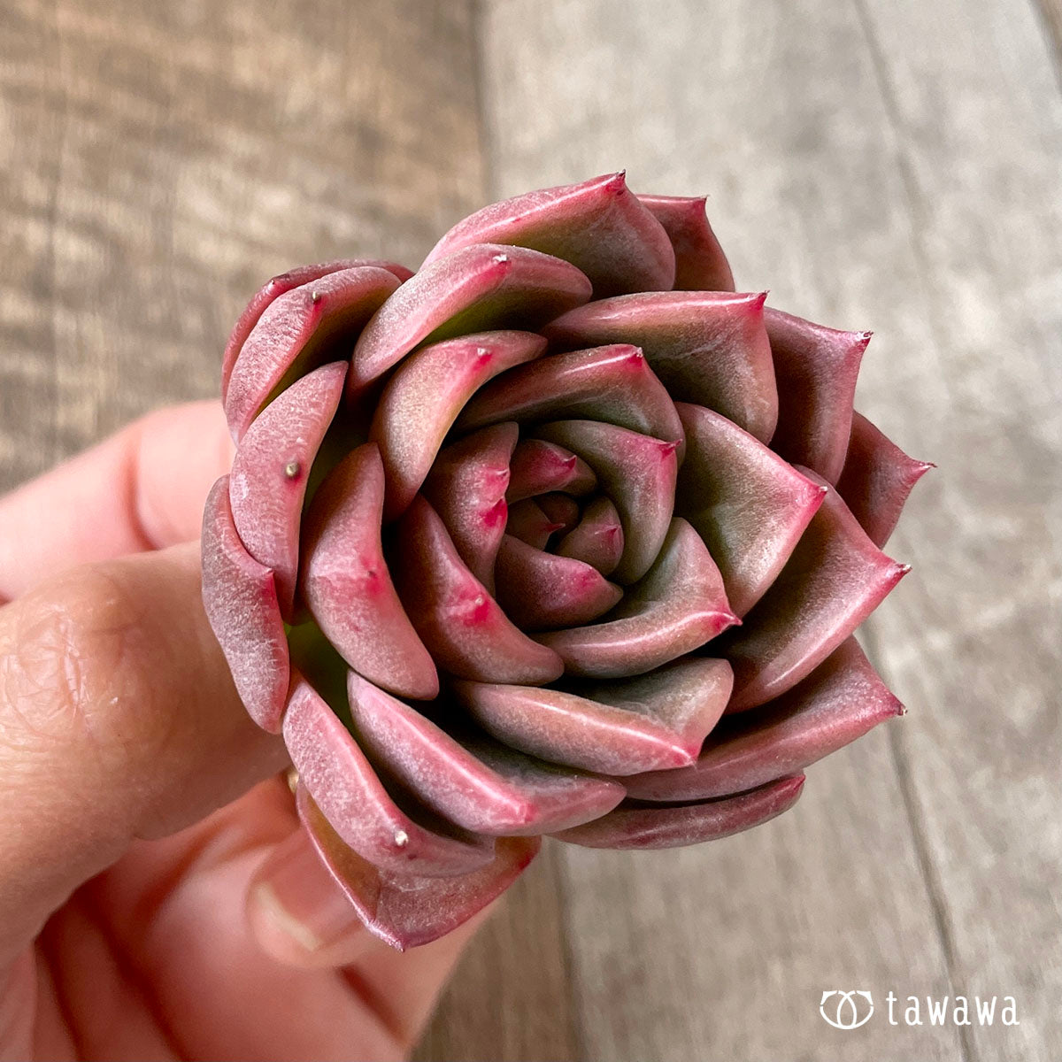 사바레스