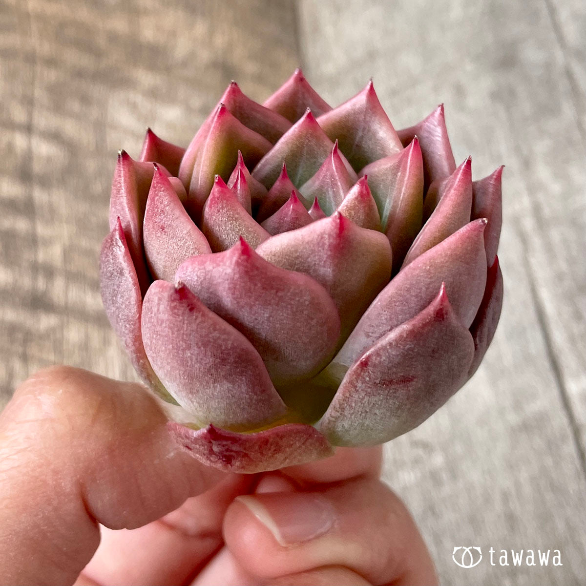 사바레스