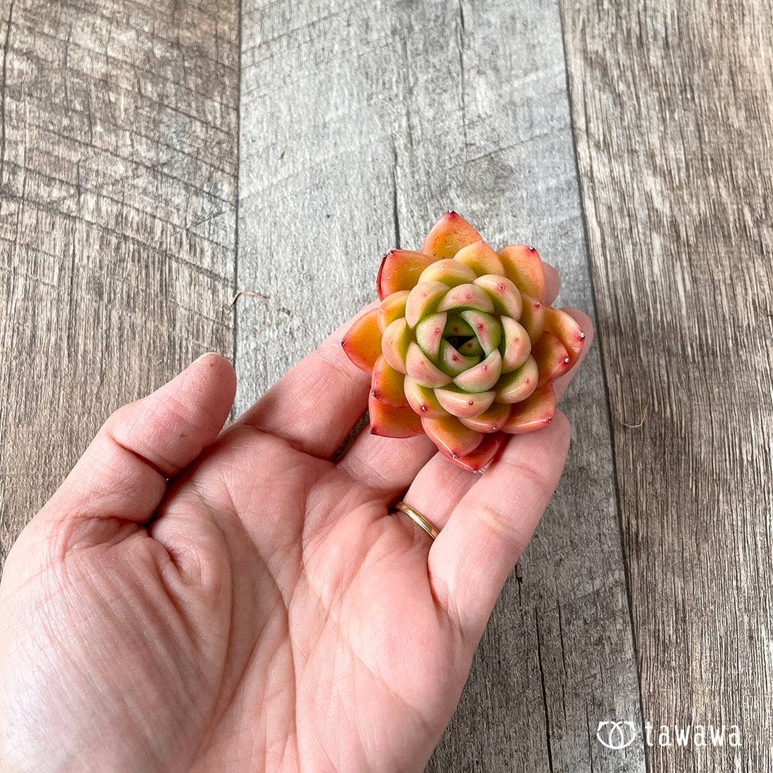 New Arrival* Cubic Frost