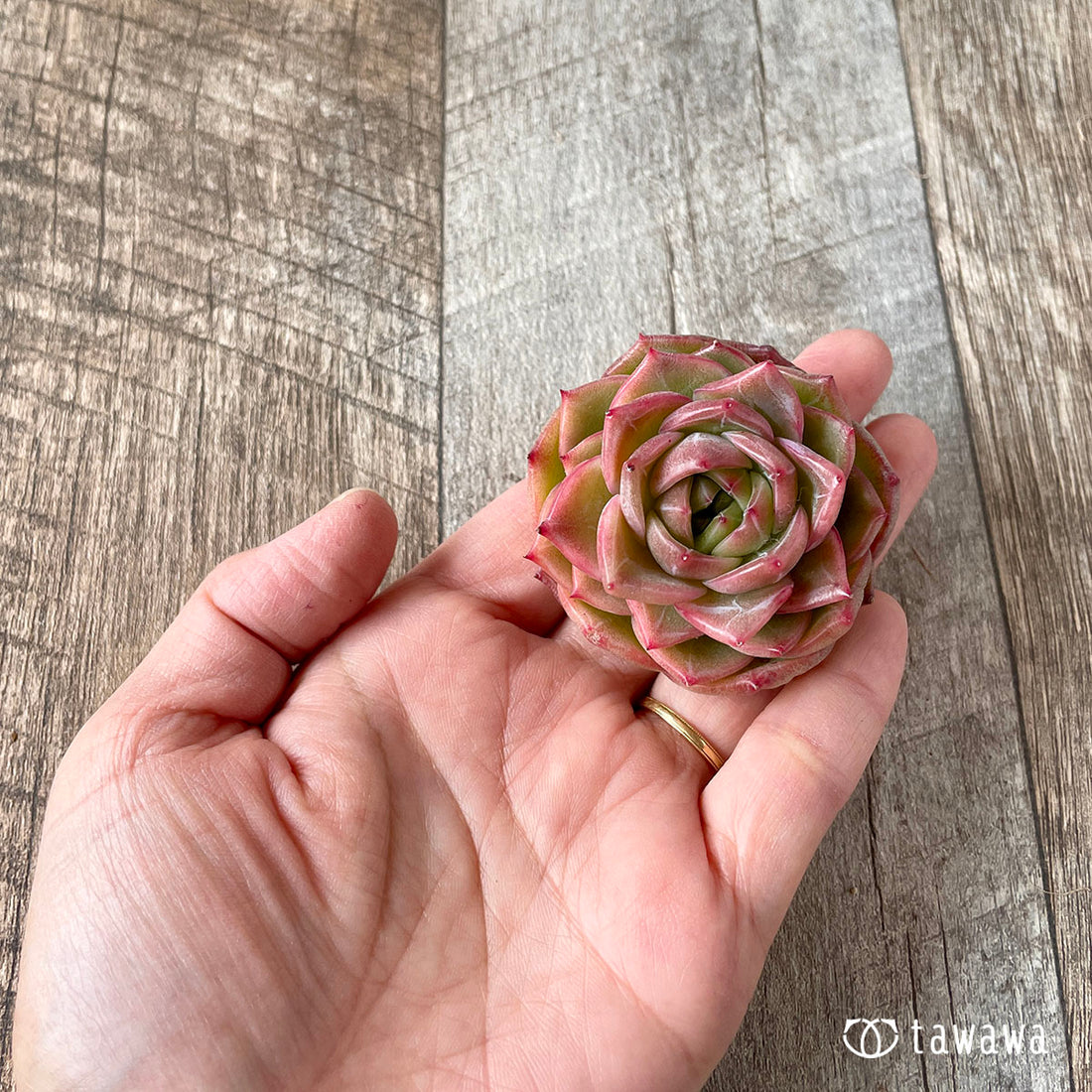 New Arrival* Cubic Frost