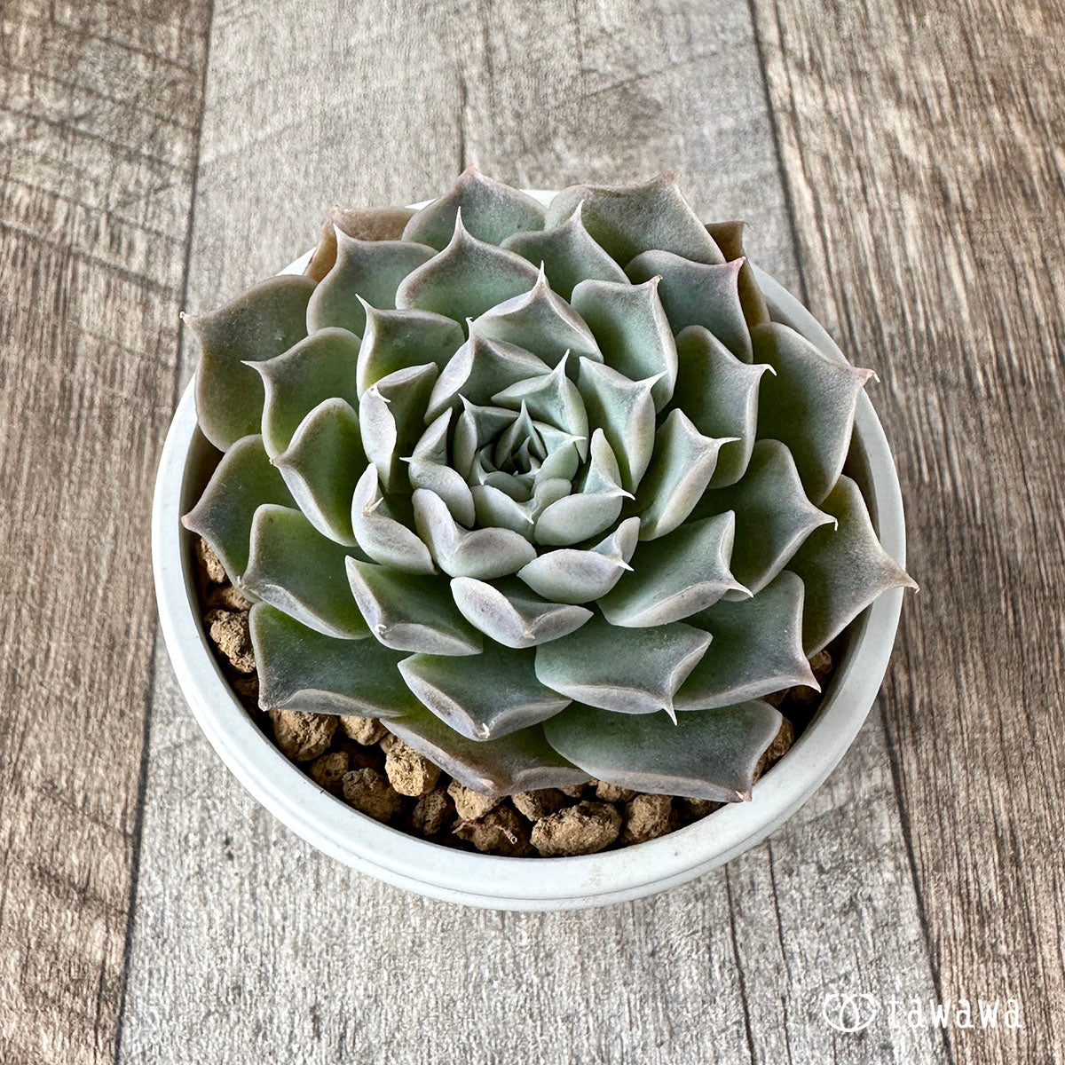 New Arrivals: Ice Green