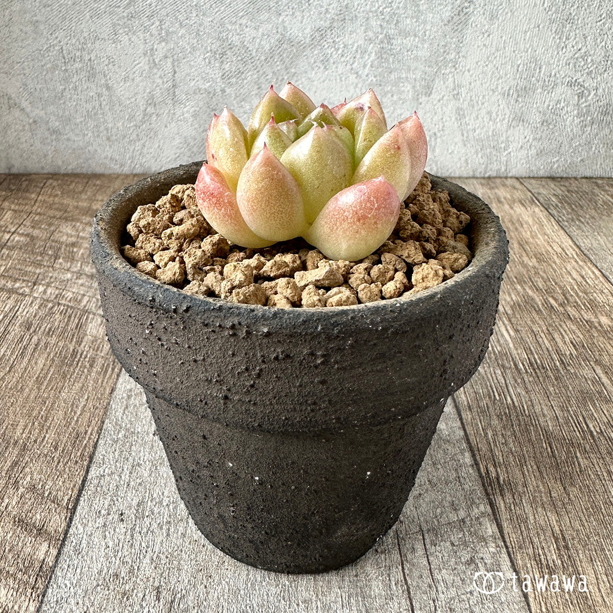New Arrivals: Ice Green