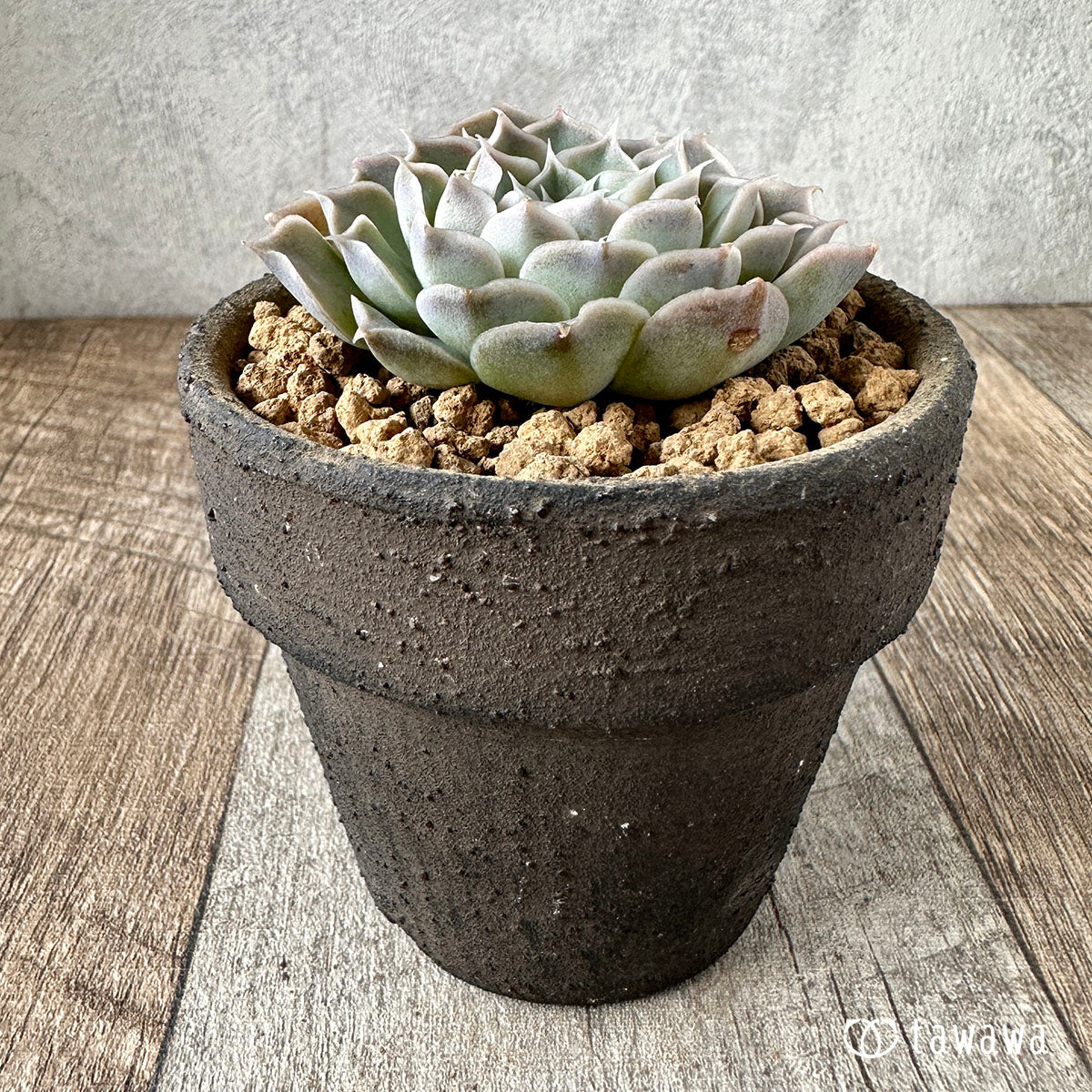 New Arrivals: Ice Green