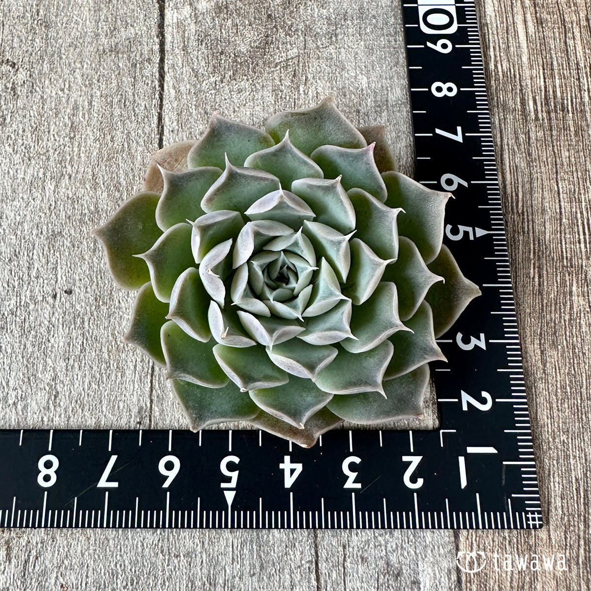 New Arrivals: Ice Green
