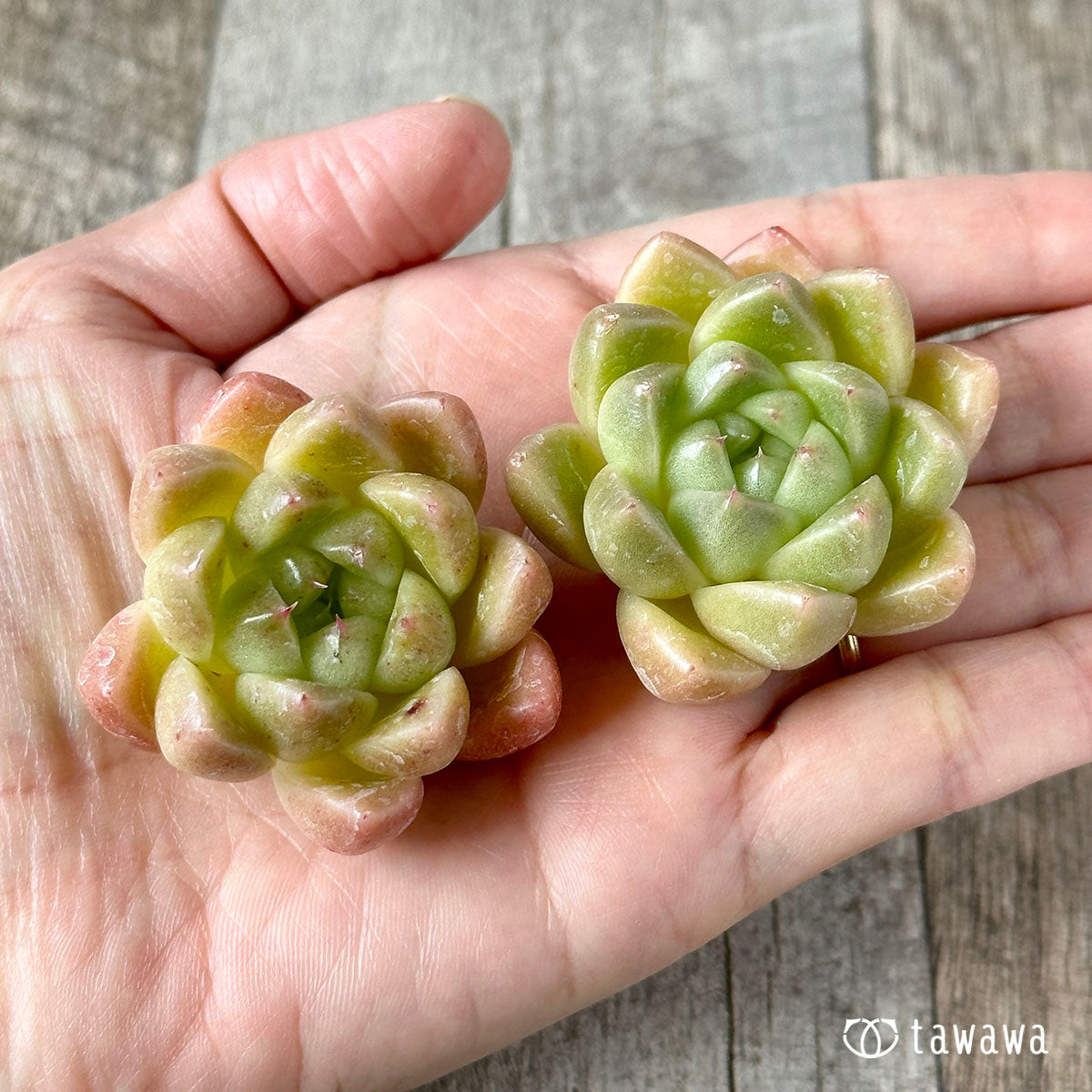 New Arrivals: Ice Green
