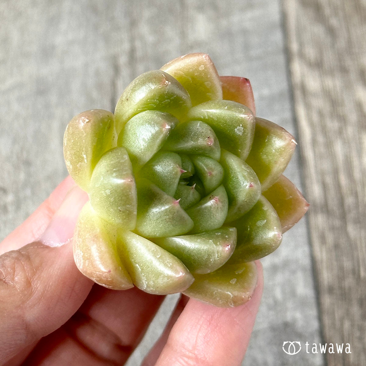 New Arrivals: Ice Green