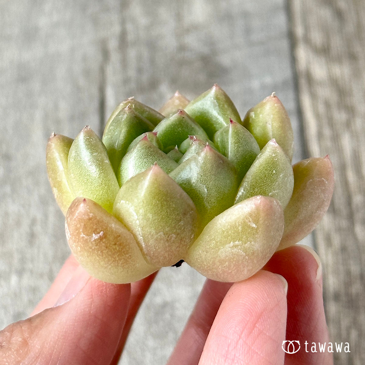 New Arrivals: Ice Green