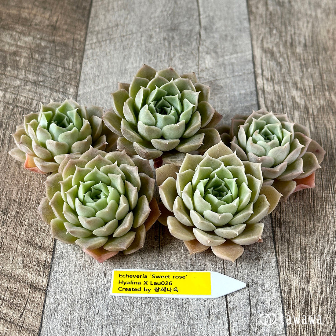 New Arrivals: Ice Green