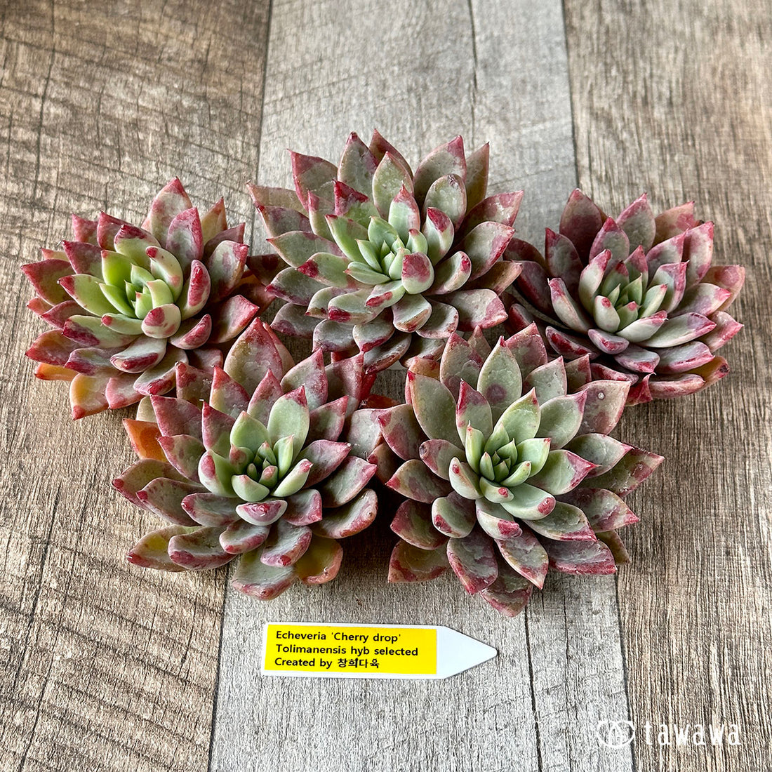 New Arrivals: Ice Green