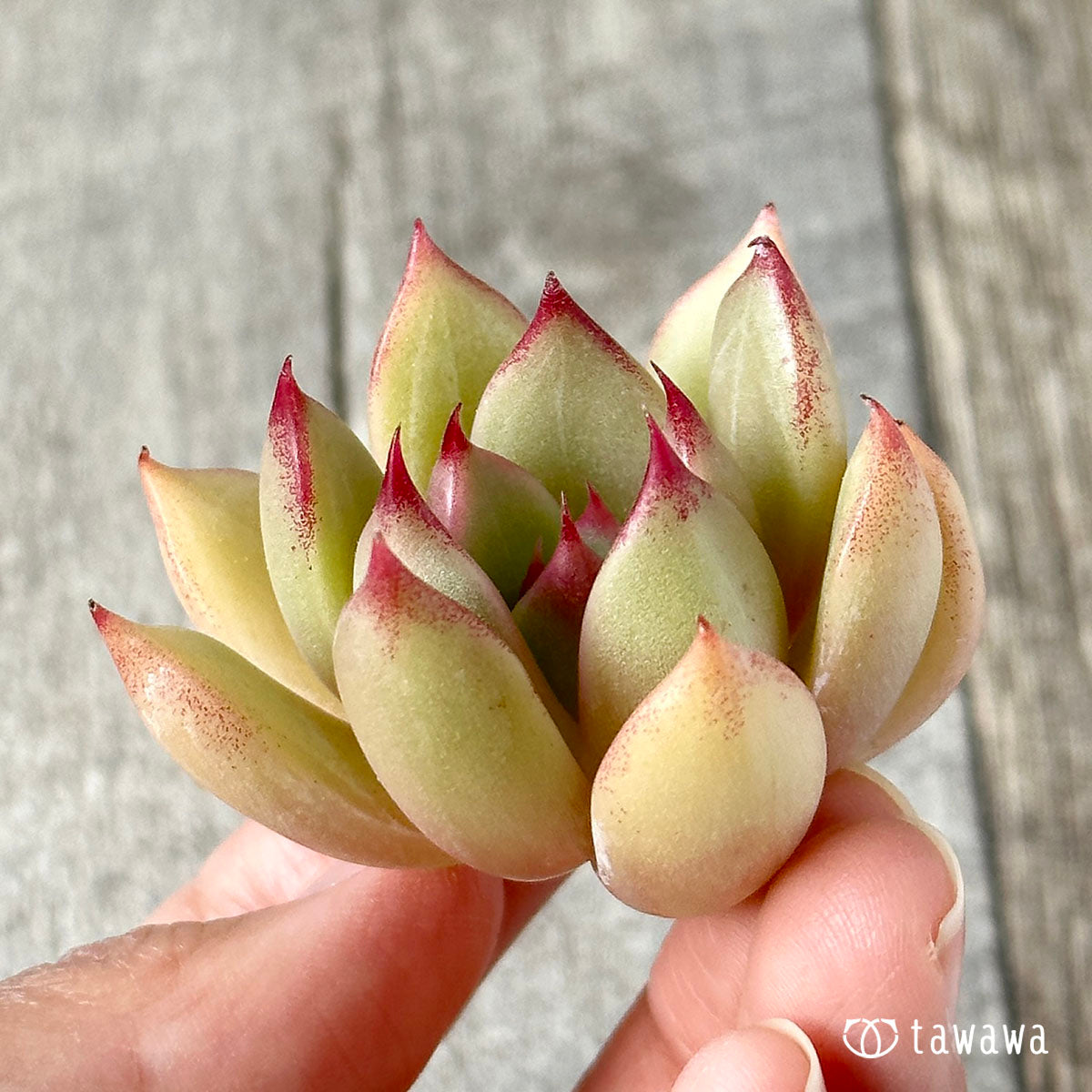 레드 기어 (챔피언 모종)