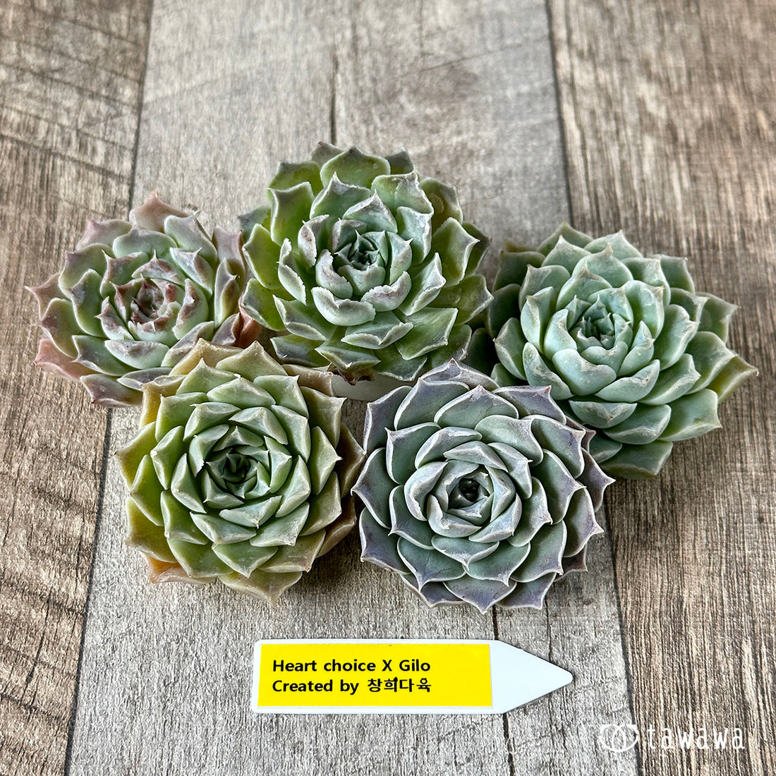 New Arrivals: Ice Green