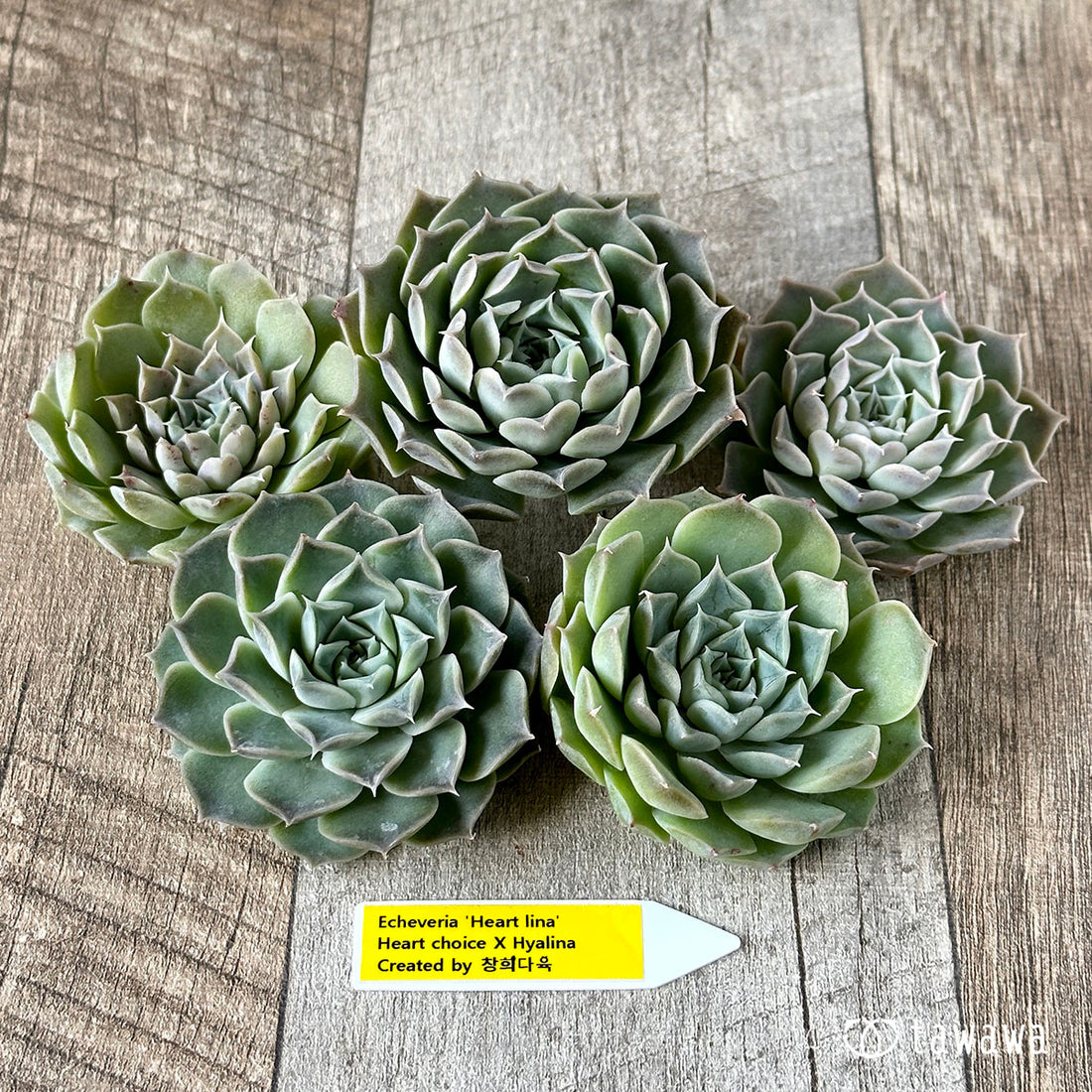 New Arrivals: Ice Green