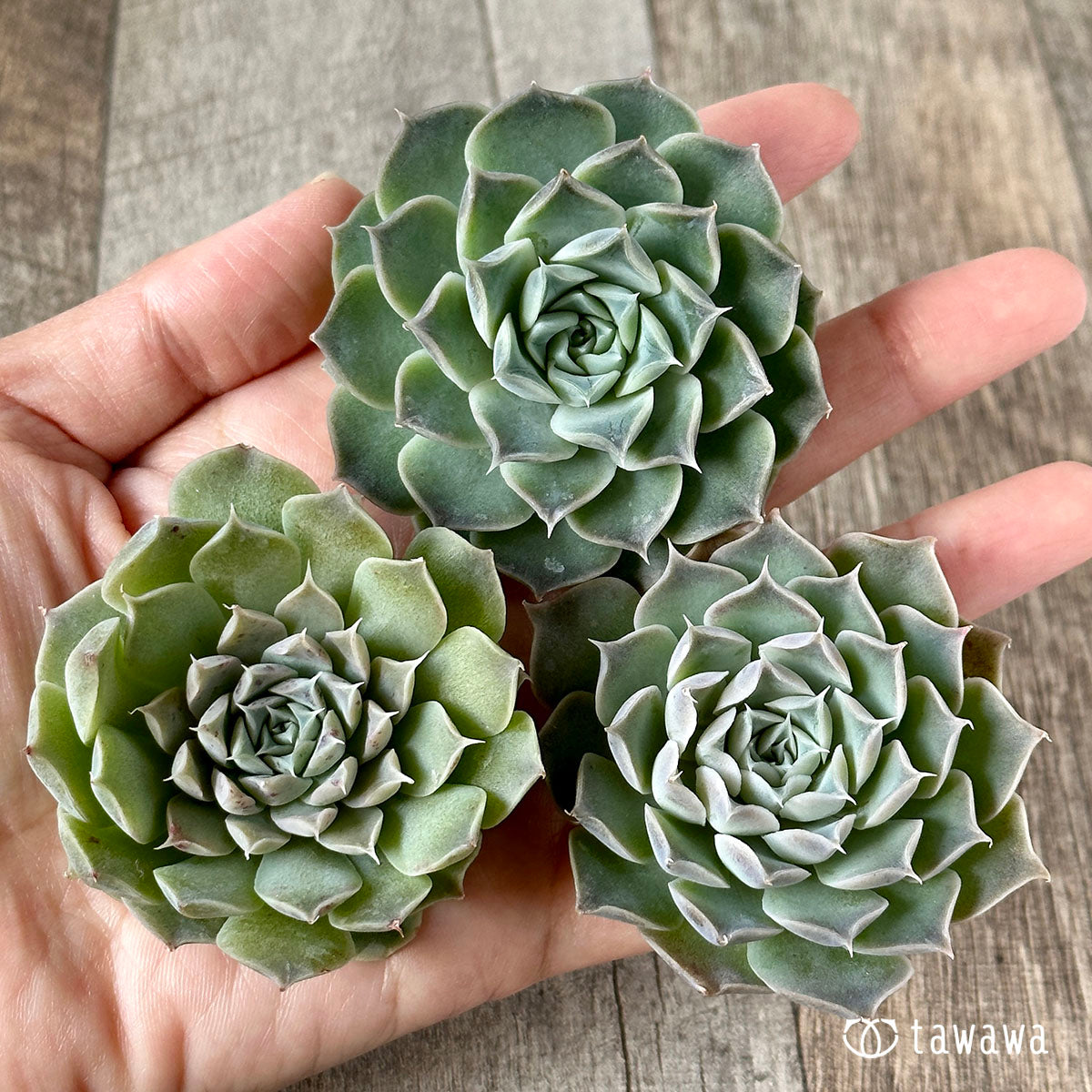 New Arrivals: Ice Green