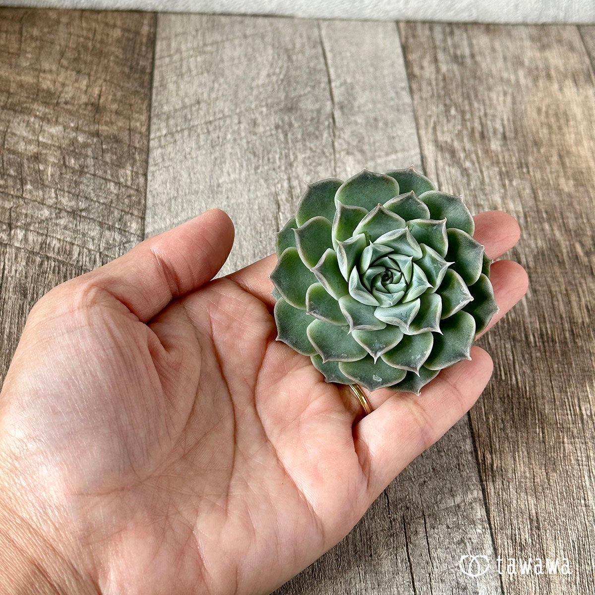 New Arrivals: Ice Green