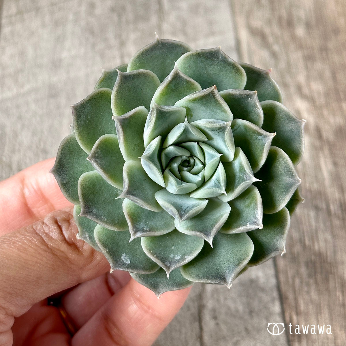 New Arrivals: Ice Green