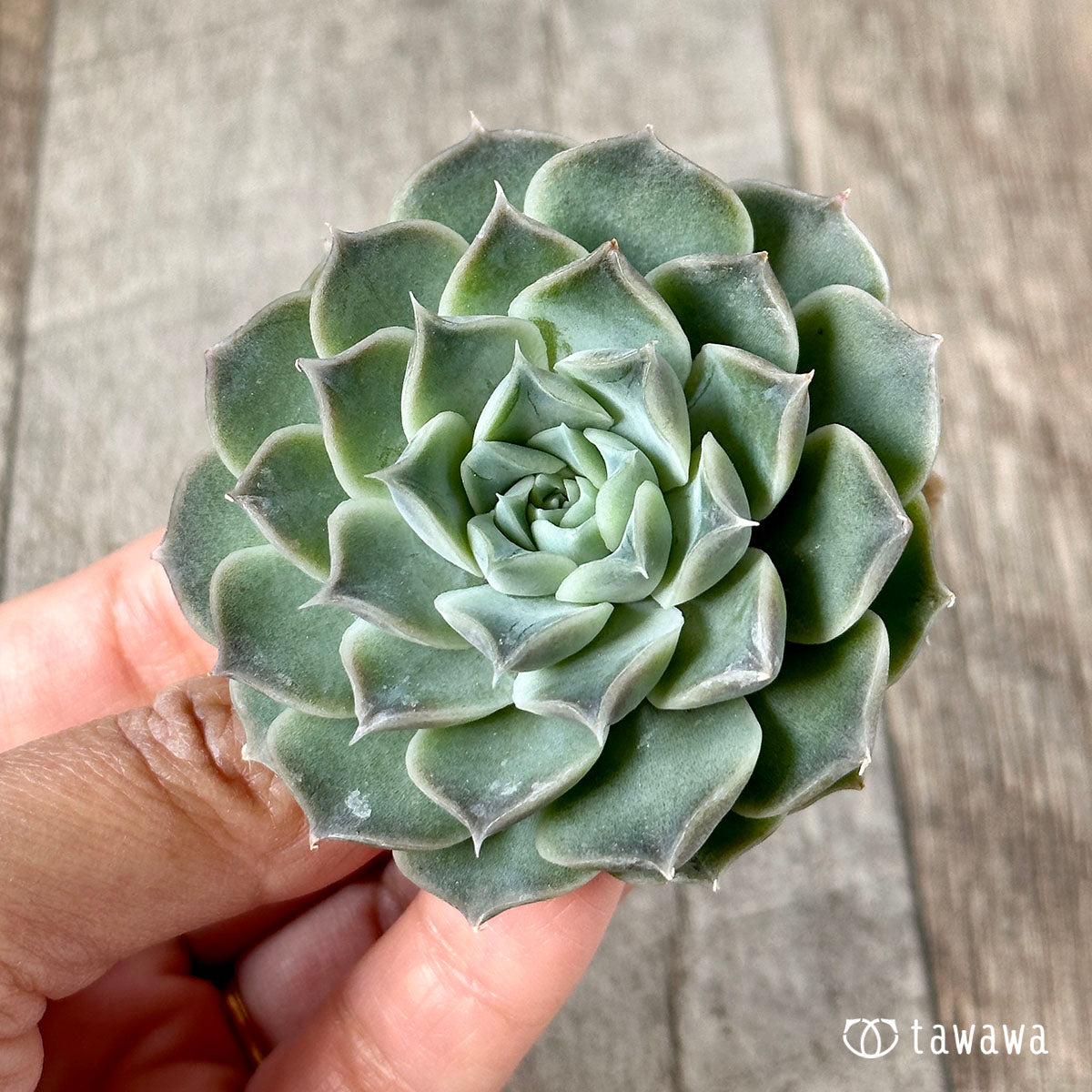New Arrivals: Ice Green