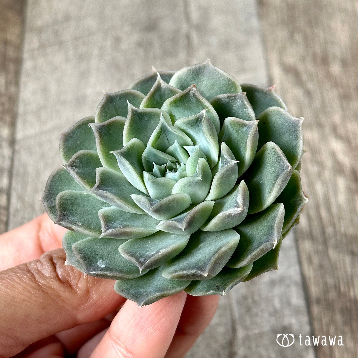 New Arrivals: Ice Green