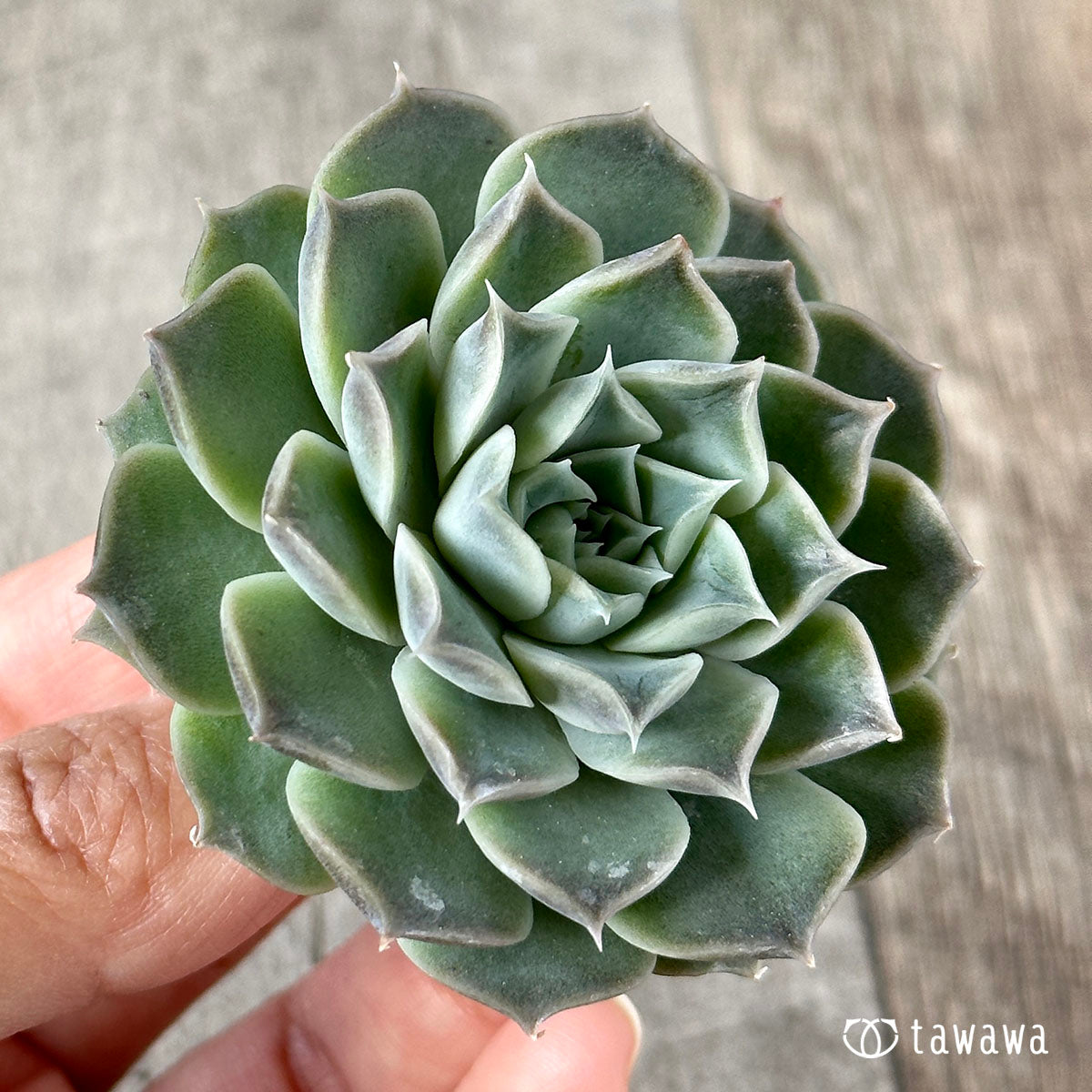 New Arrivals: Ice Green