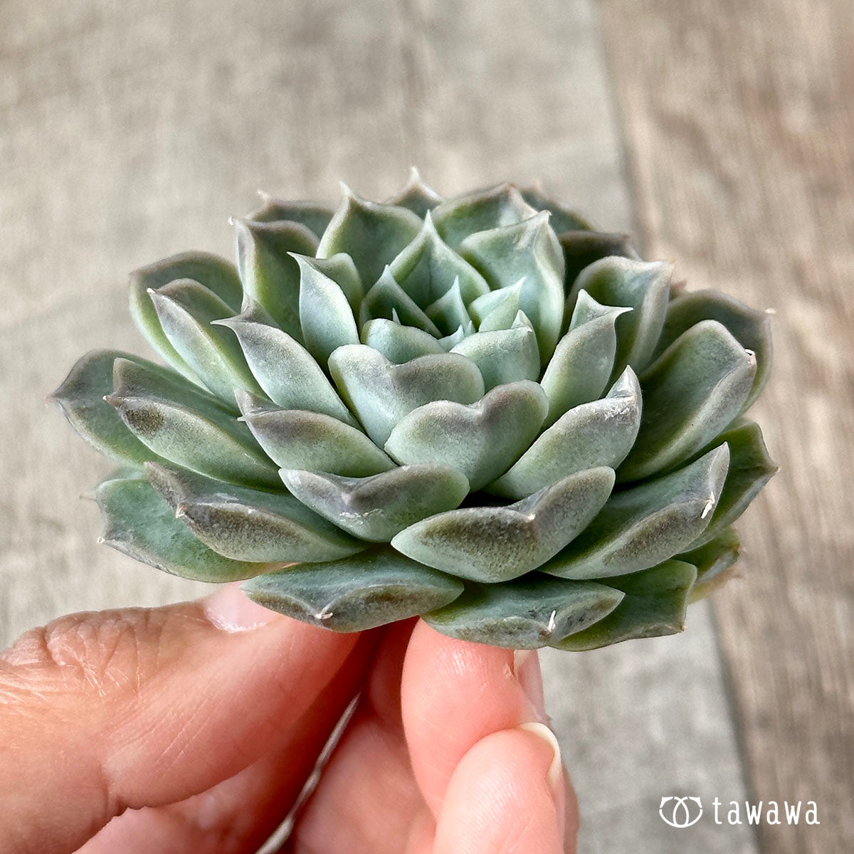 New Arrivals: Ice Green