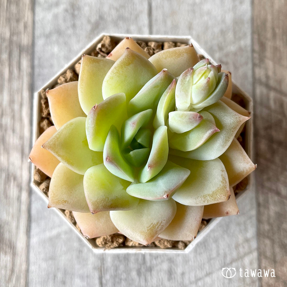 펑퀸