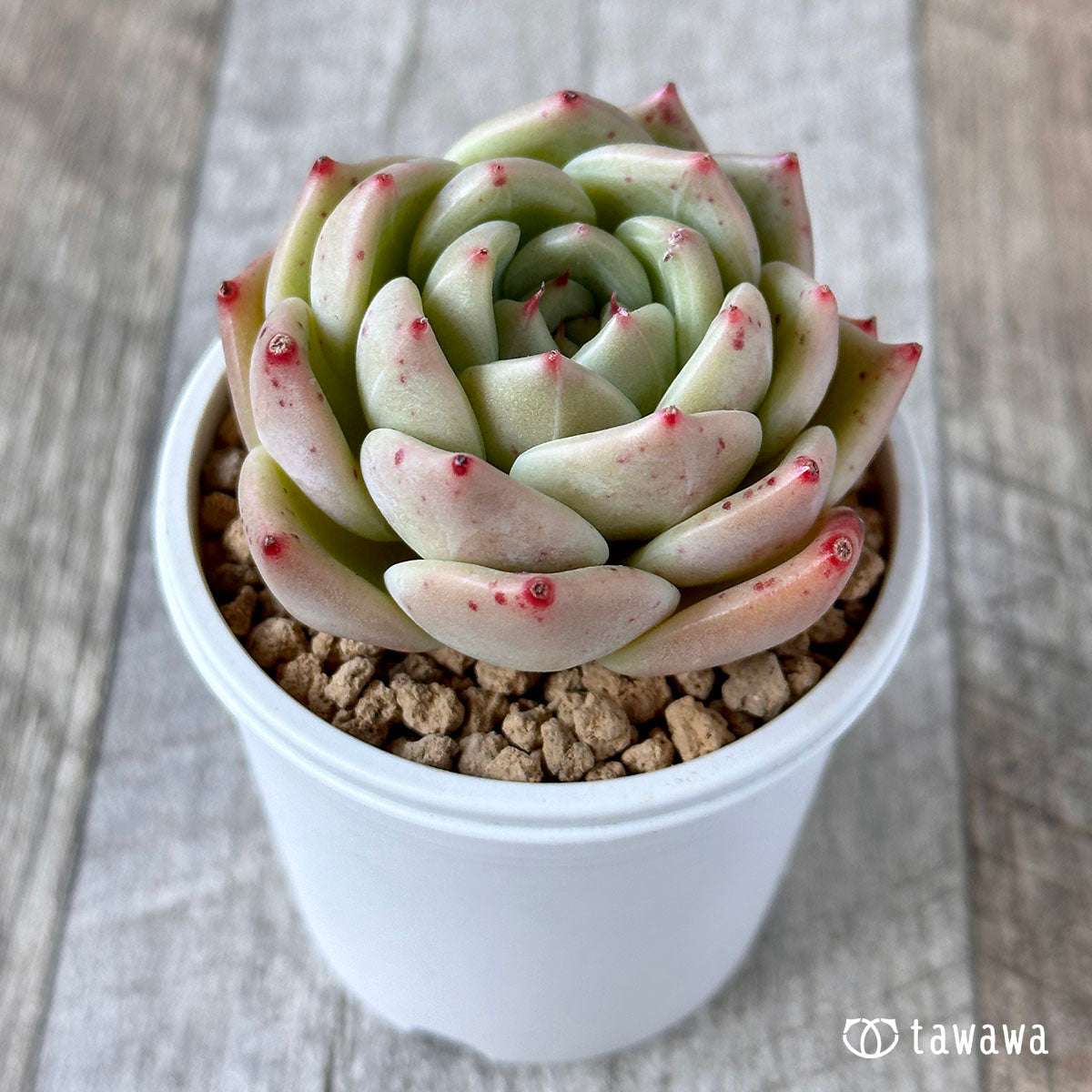 라이