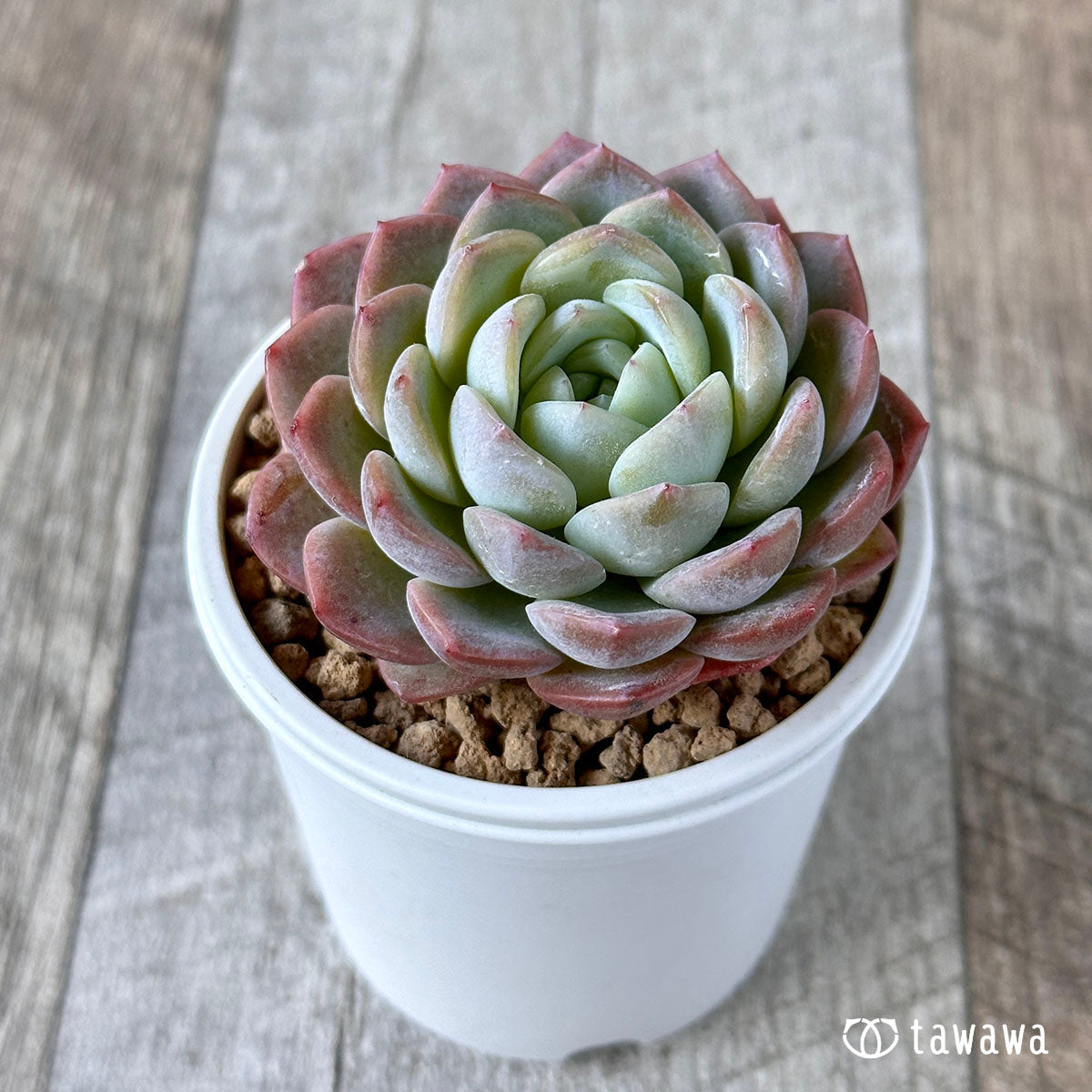화이트 로즈