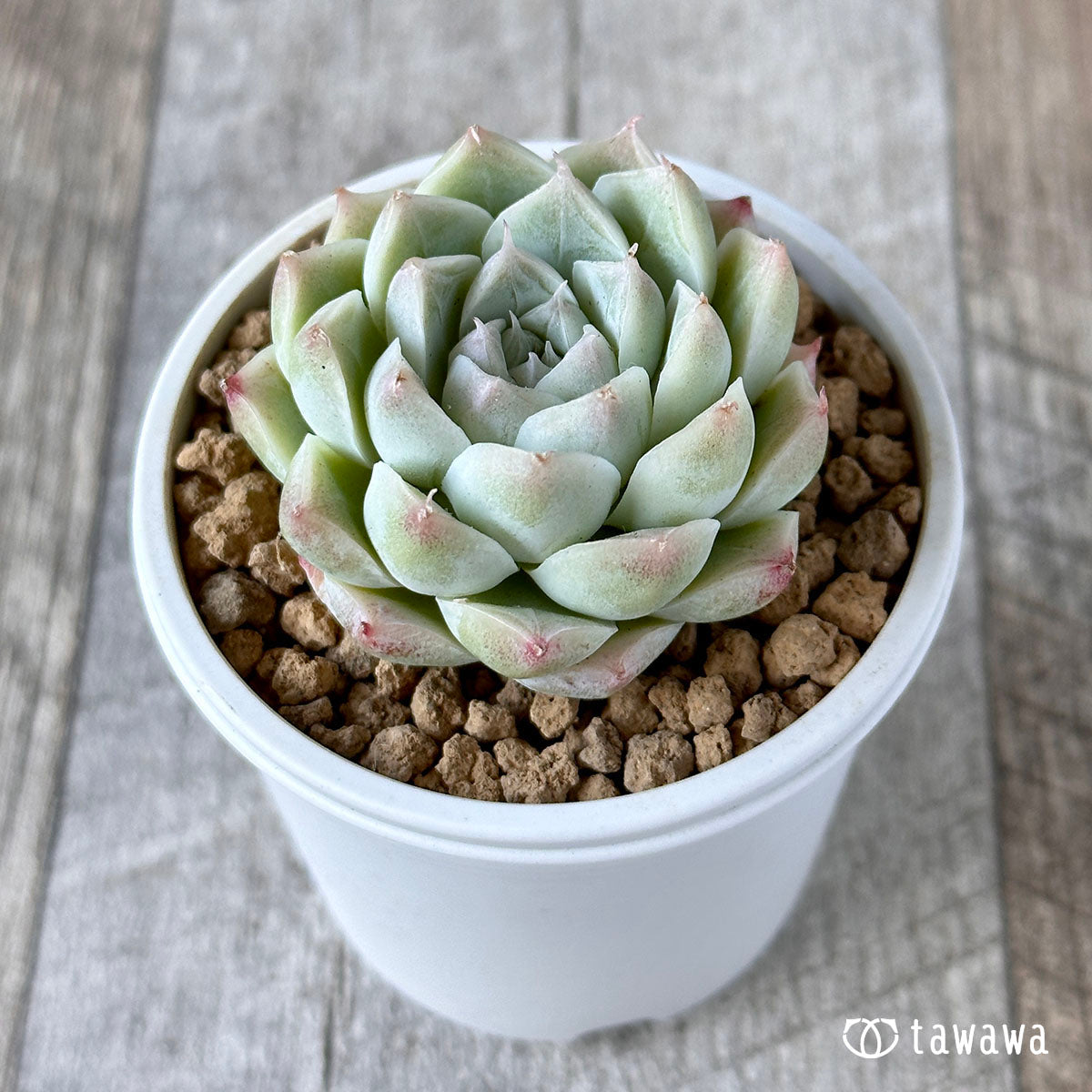 퀸즈 로즈