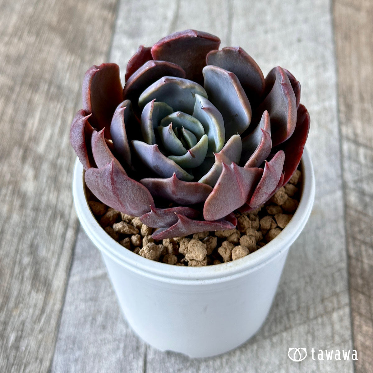 곱슬 라이너