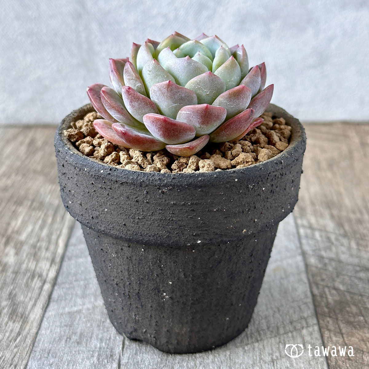 화이트 로즈