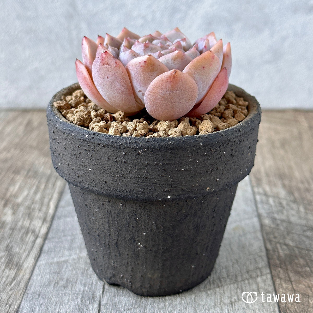 New Arrivals: Ice Green