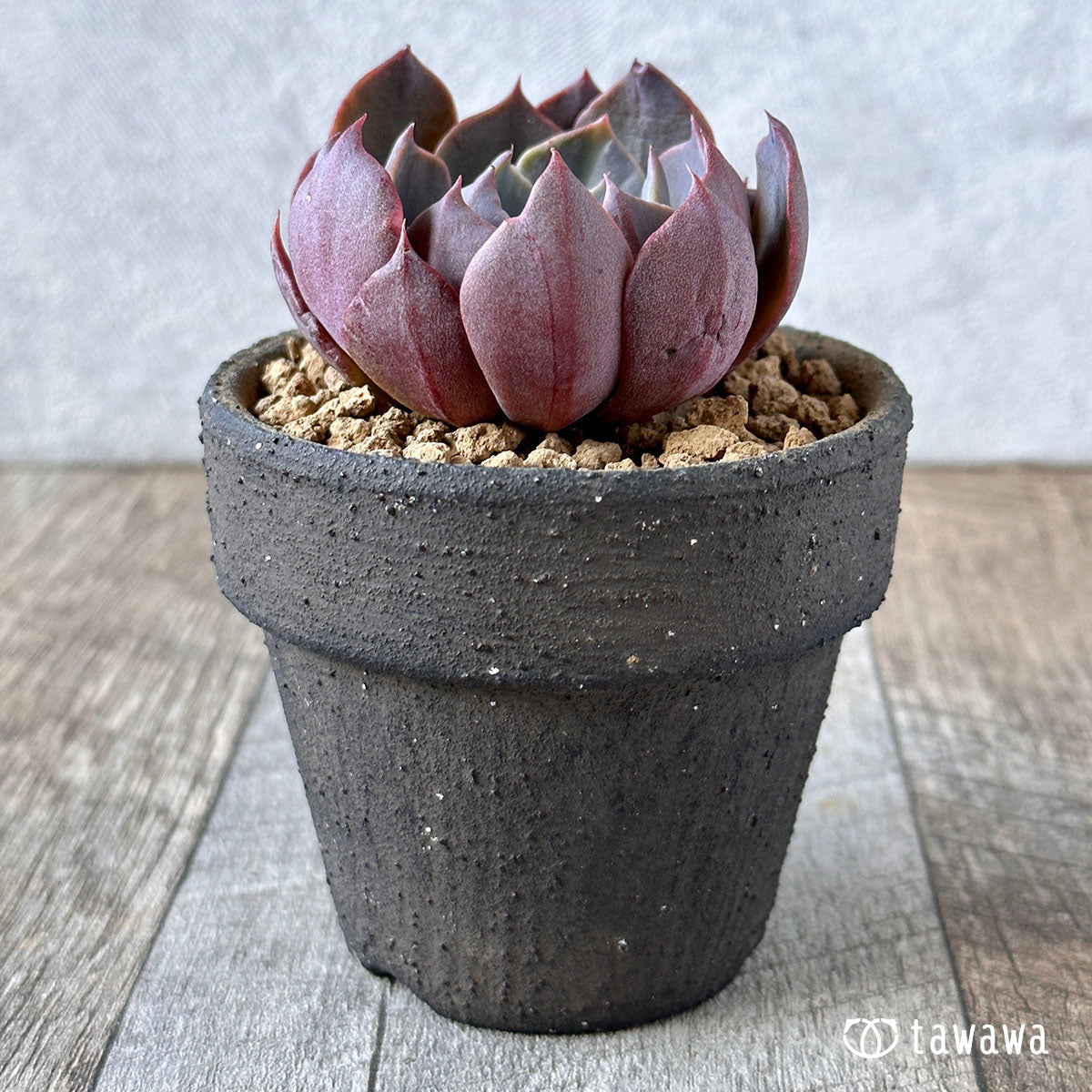 곱슬 라이너