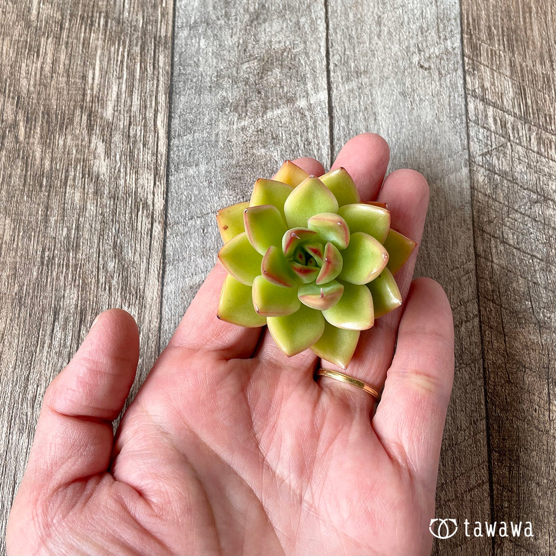 Orange Monroe Orange Monroe