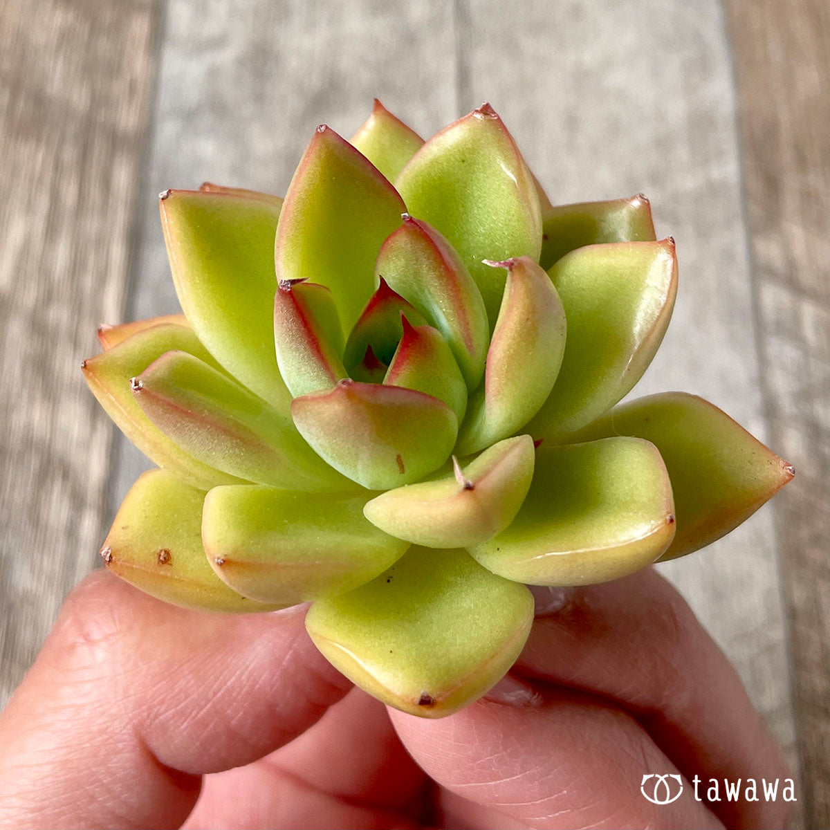 이브