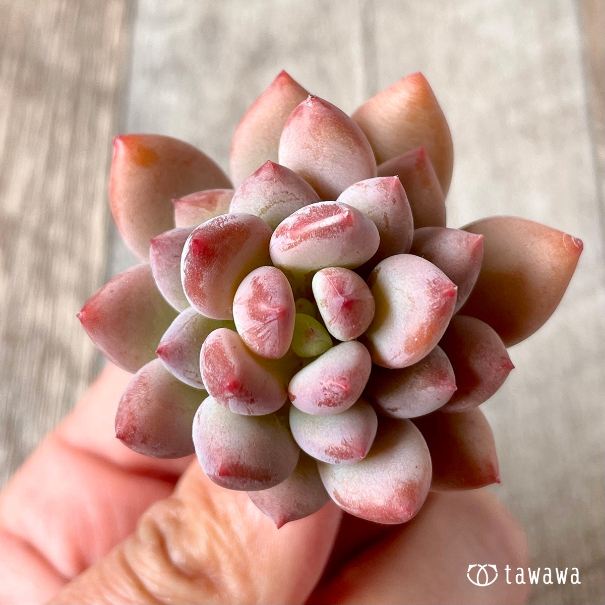 cutie finger