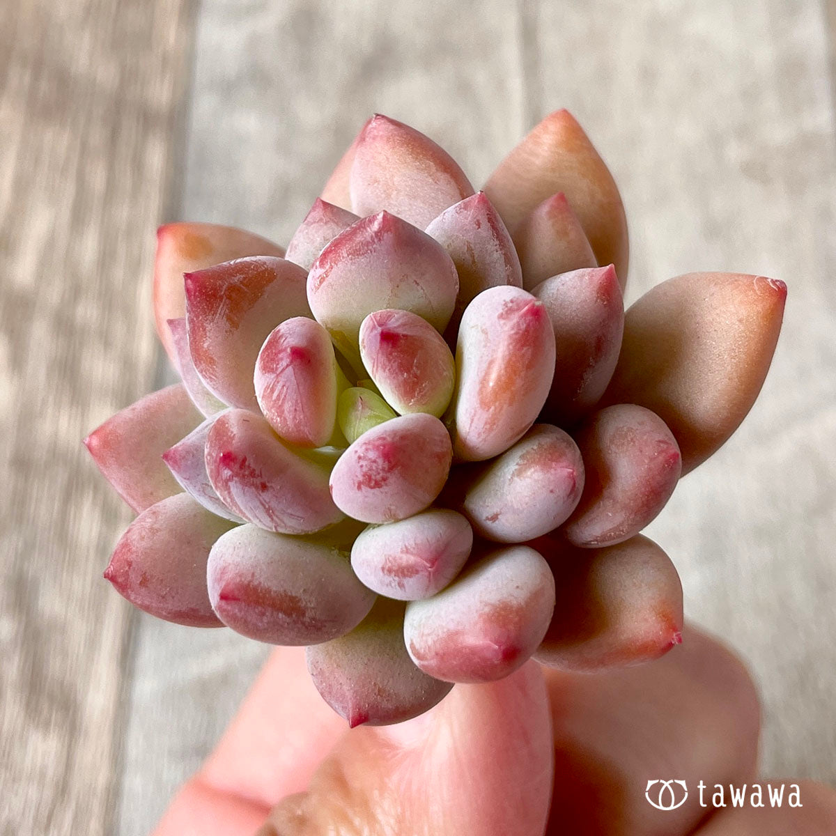 cutie finger