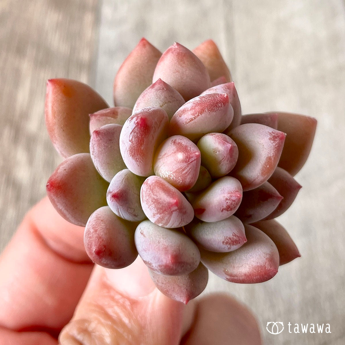 cutie finger