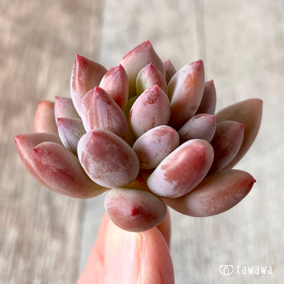 cutie finger