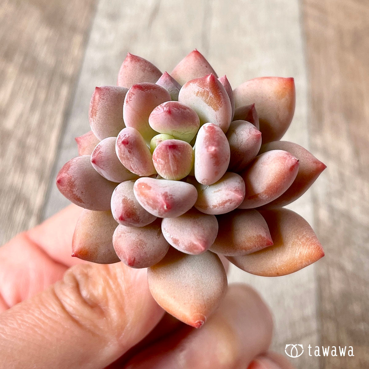 cutie finger