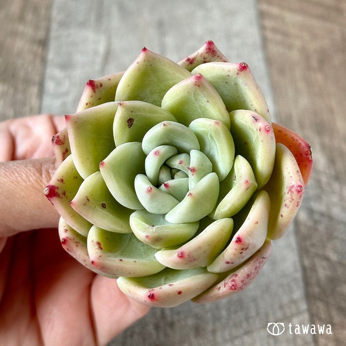 라이