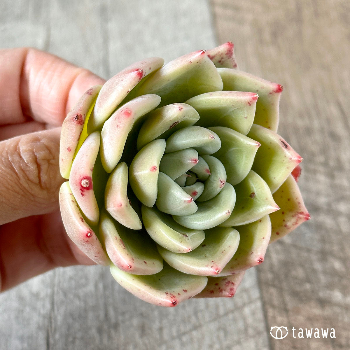 라이