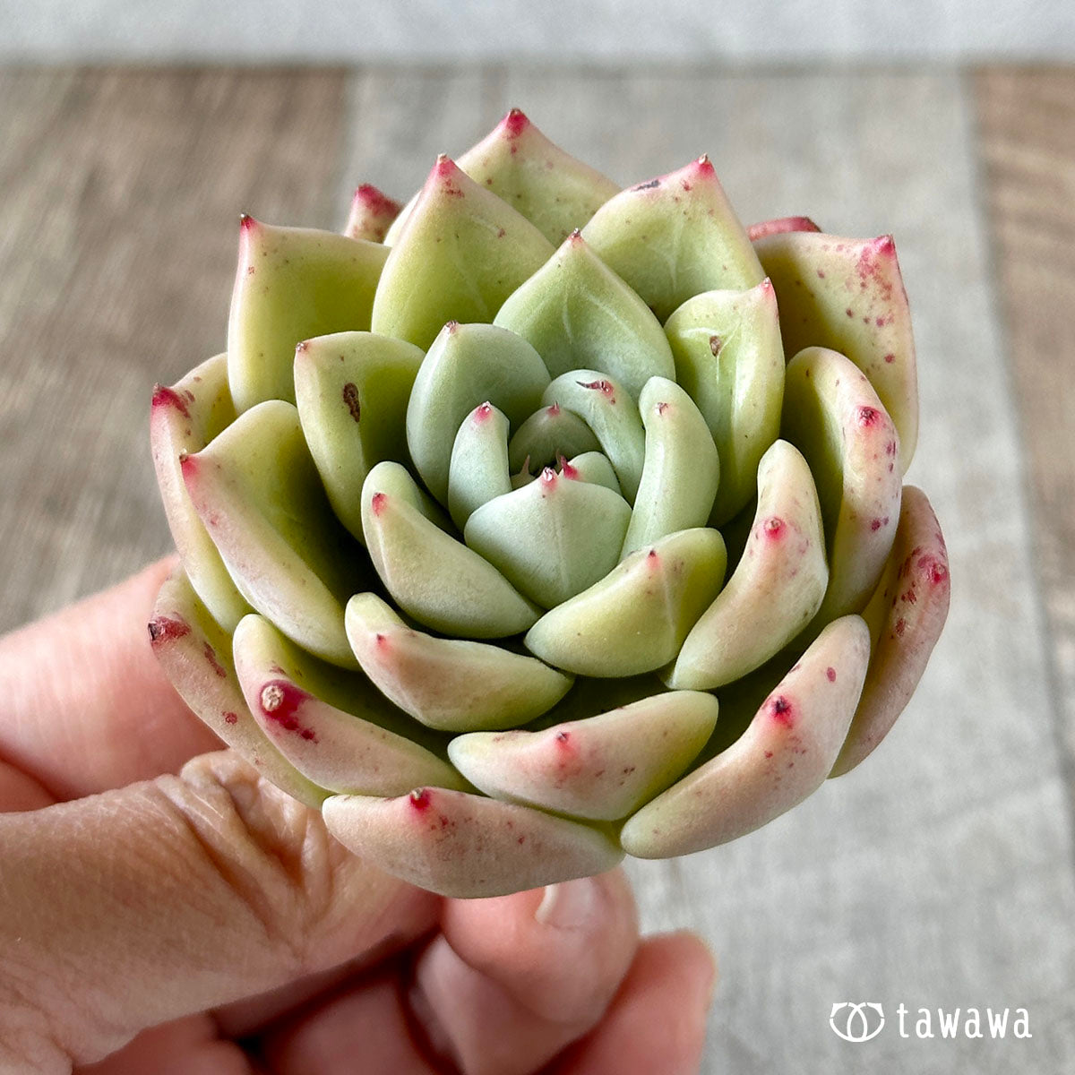 라이