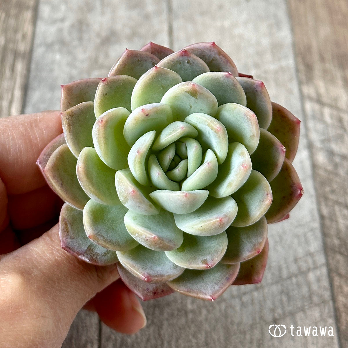 화이트 로즈