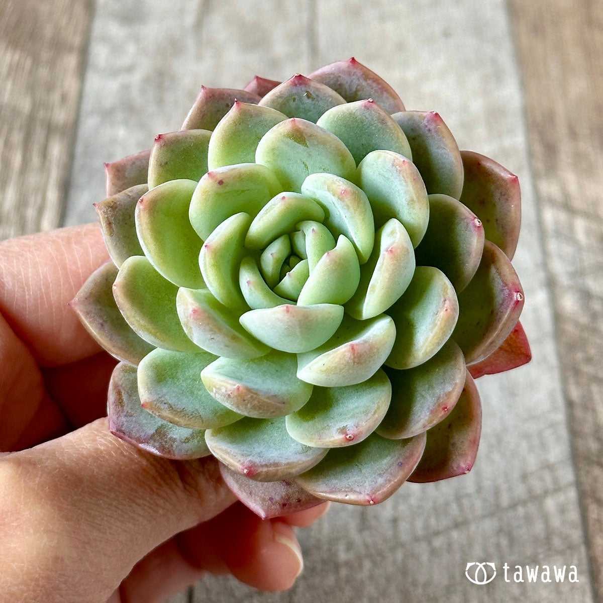 화이트 로즈