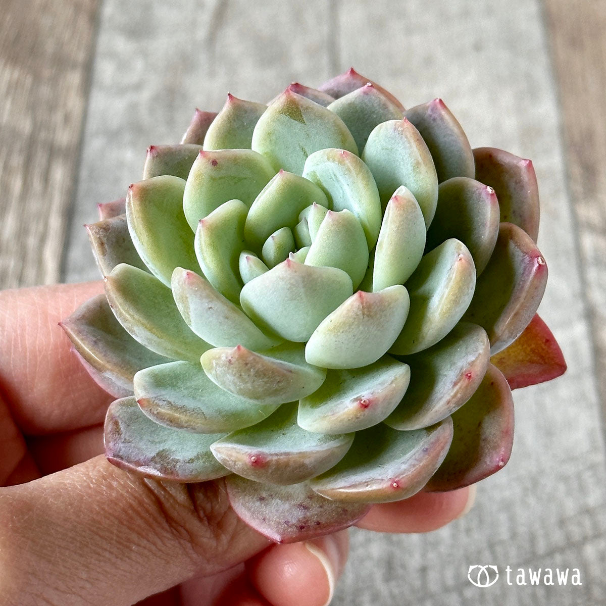 화이트 로즈