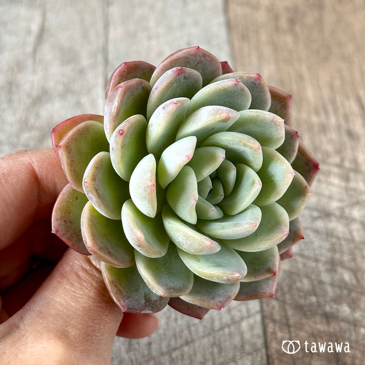 화이트 로즈