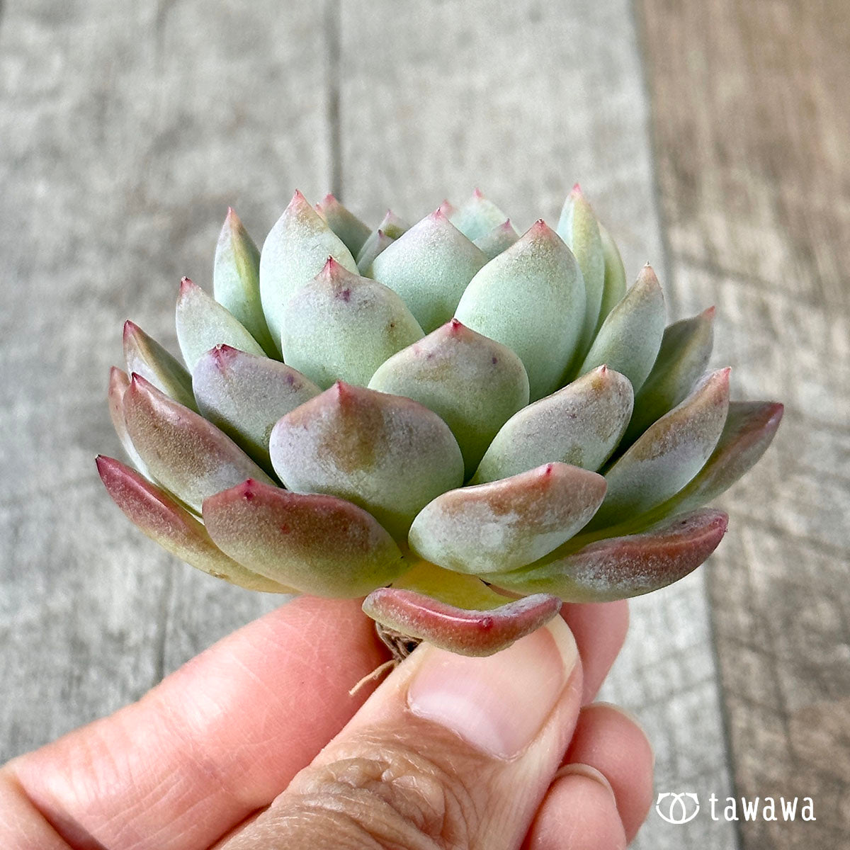 화이트 로즈